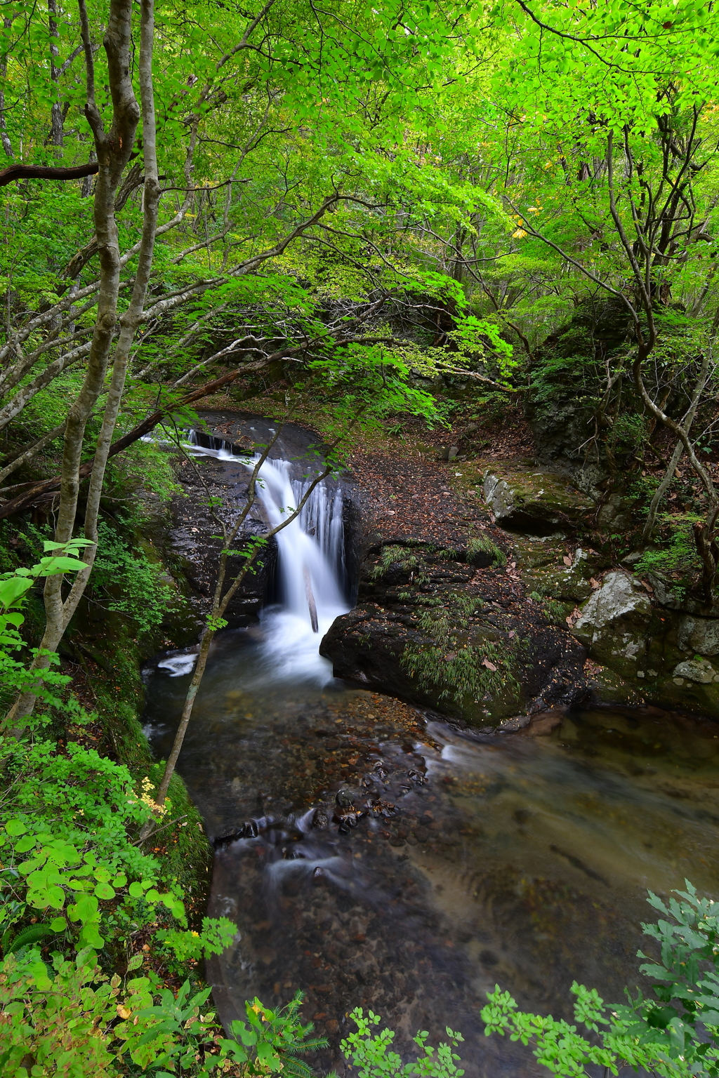 終夏　～東山の渓～