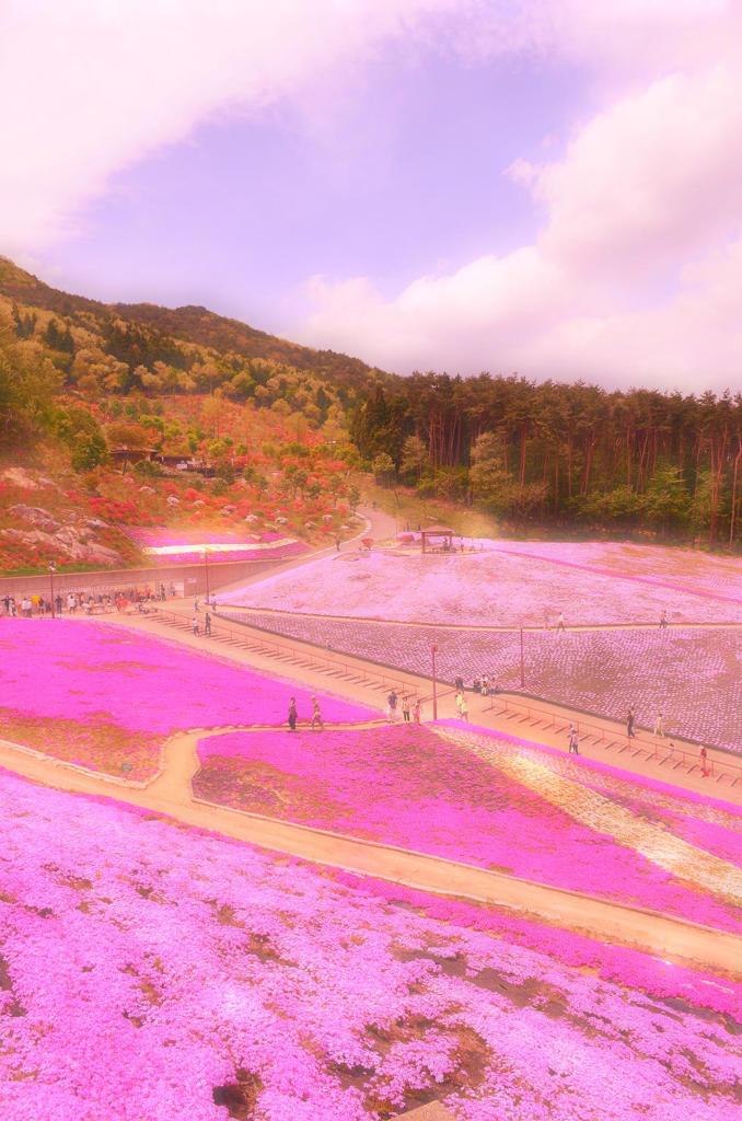 芝桜　六