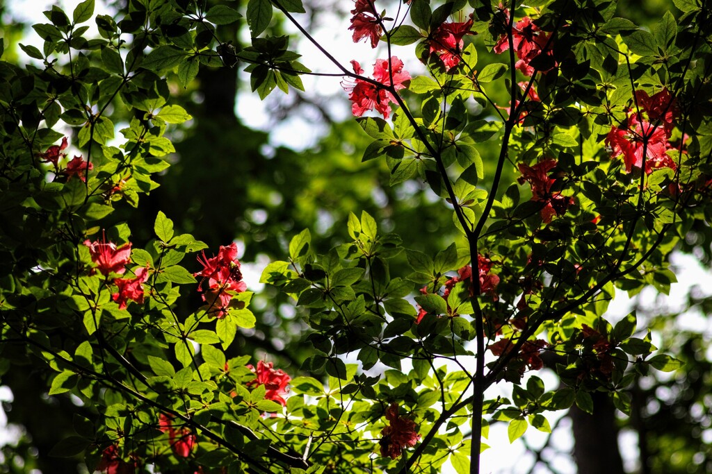 新緑に紅添えて