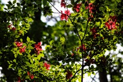 新緑に紅添えて