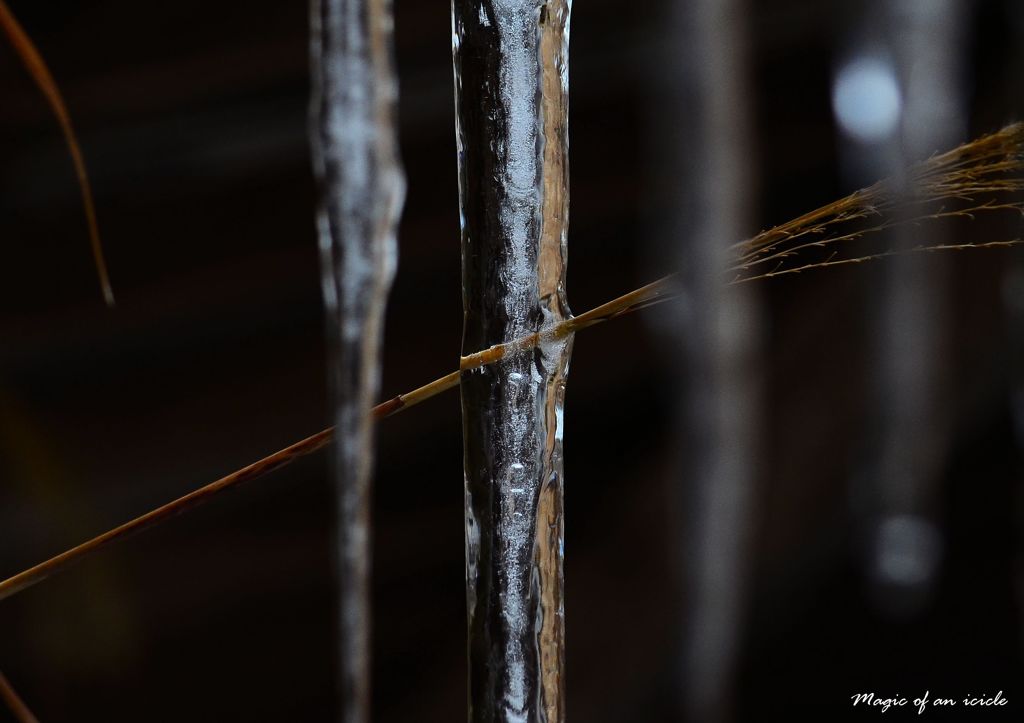 Magic of an icicle 