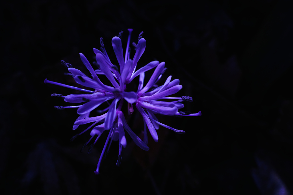 blooms quietly