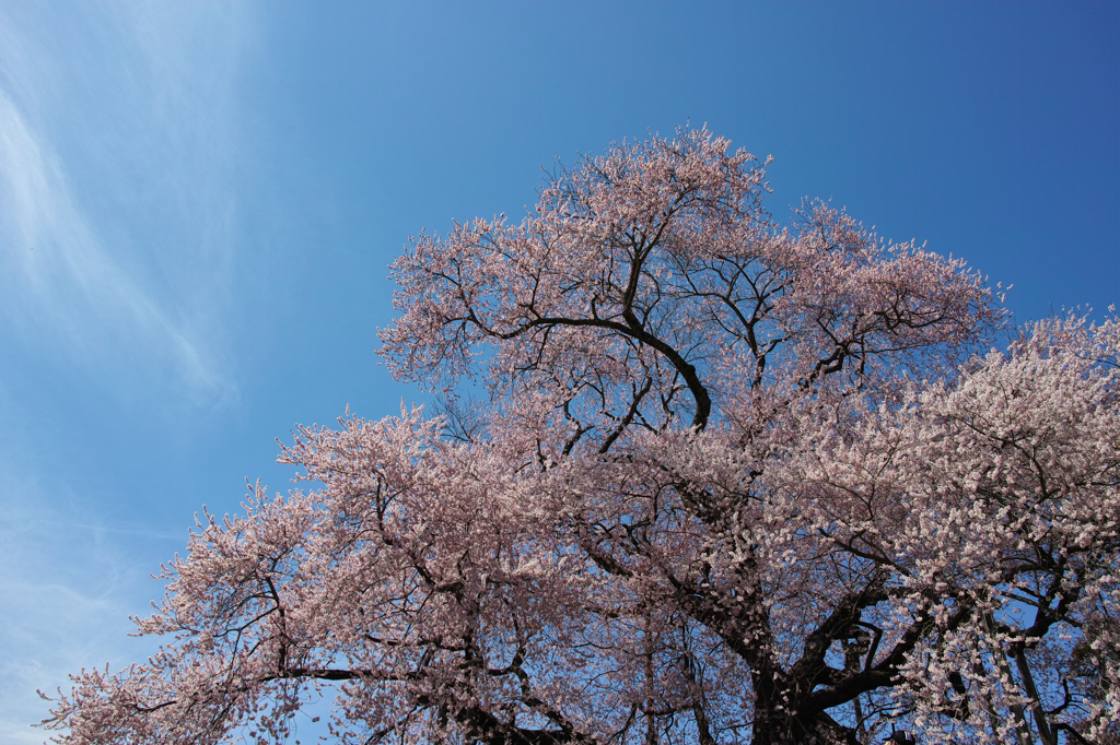 青空に輝く