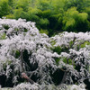 雪村　～獅子舞桜～