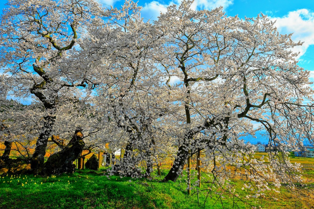 石部桜 2020 4