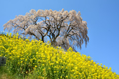 芹ヶ沢の春