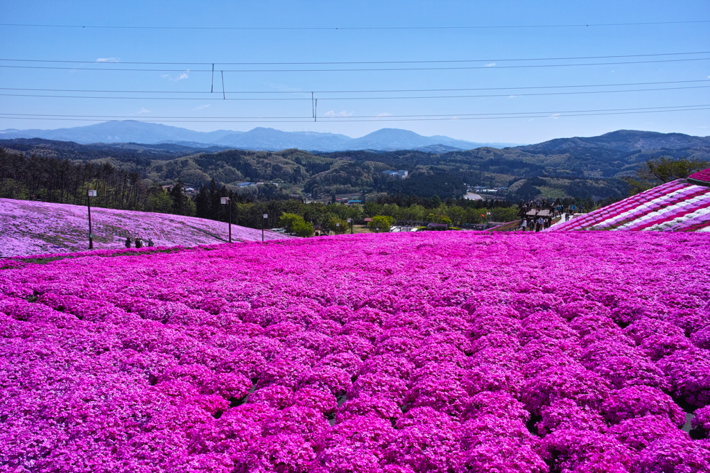 芝桜の丘　２