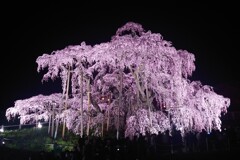 滝桜ライトアップ 2025 3