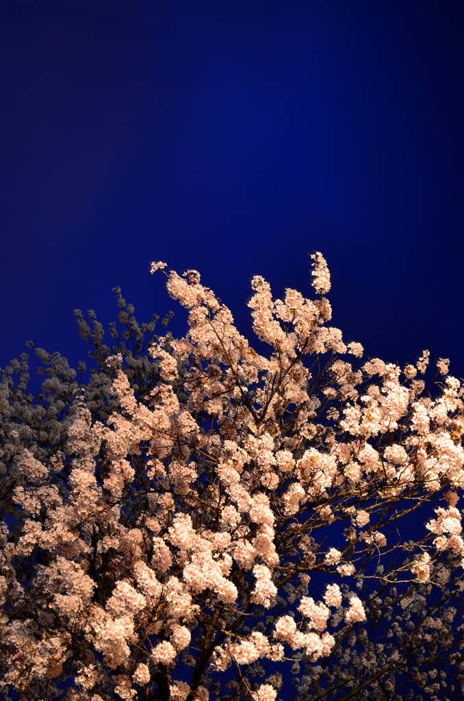 春夜桜