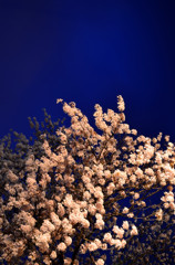 春夜桜