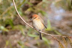 春はまだかな～　１