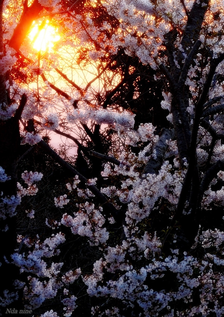 夕刻桜彩