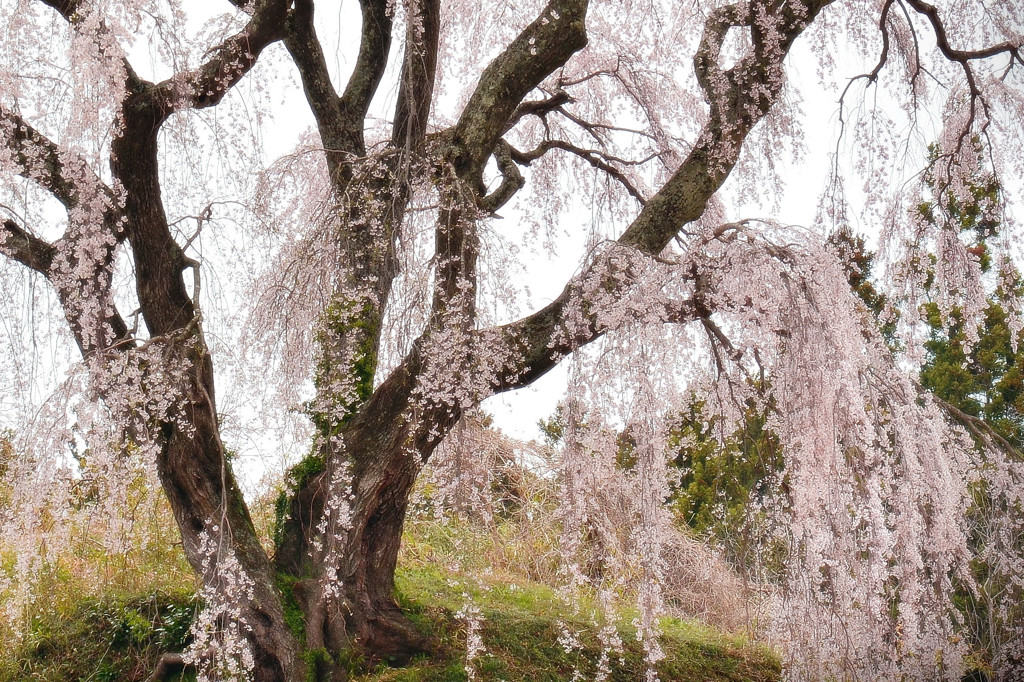 枝垂れ里桜