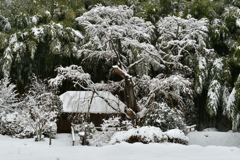 雪村庵