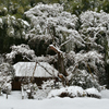 雪村庵