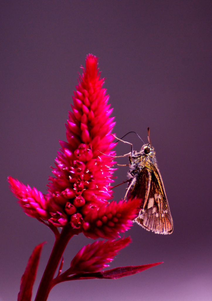 Celosia argentea