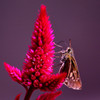 Celosia argentea