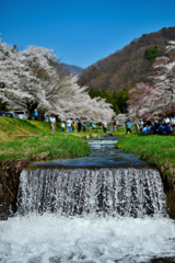 晩春 観音寺川