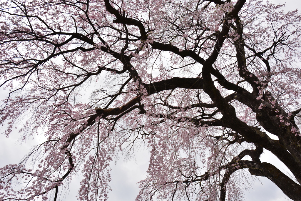 美春桜　２　～ 伊勢桜 ～