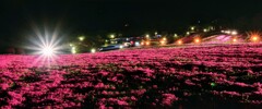 夜の芝桜 II〜ジュピアランドひらた 芝桜ライトアップ 2025〜