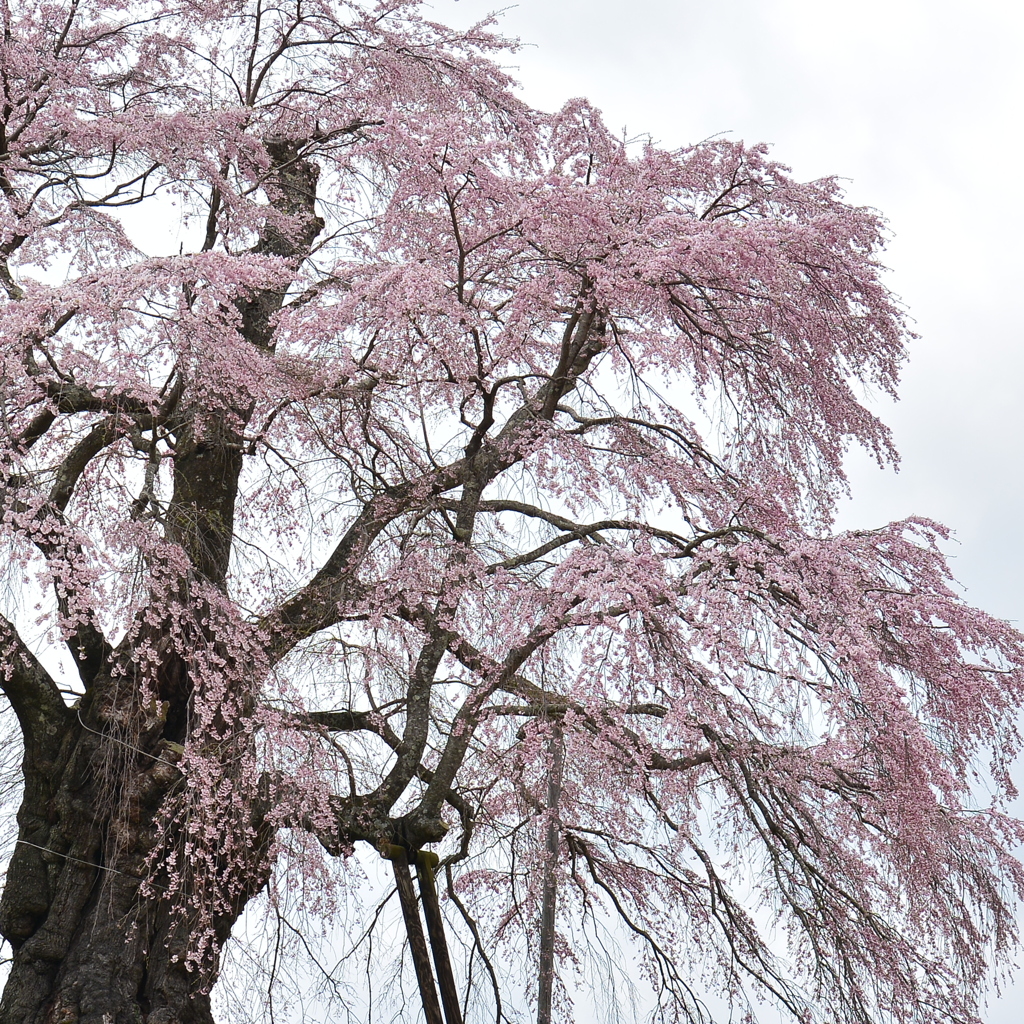 美春桜 １　～ 上石の不動桜 ～