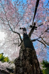 樹齢500年 〜高田桜 2025〜