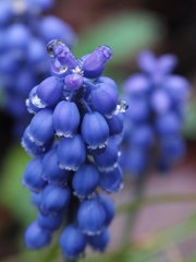 雨上がりの庭花　２