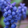 雨上がりの庭花　２