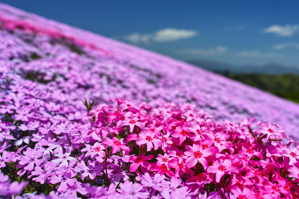 芝桜の丘　４