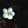  Blooming in the tree rings