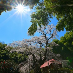 竹林のなかの桜庭