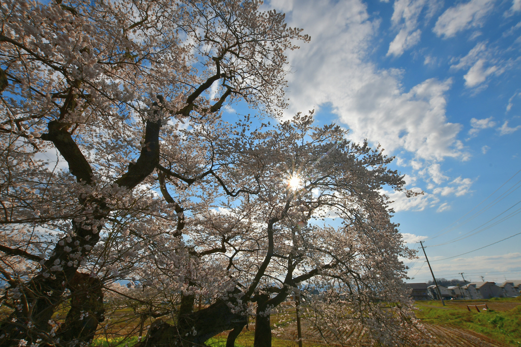 石部桜 2020 2