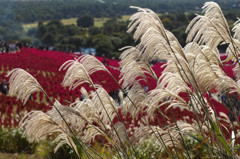 風に吹かれて 風に吹かれて