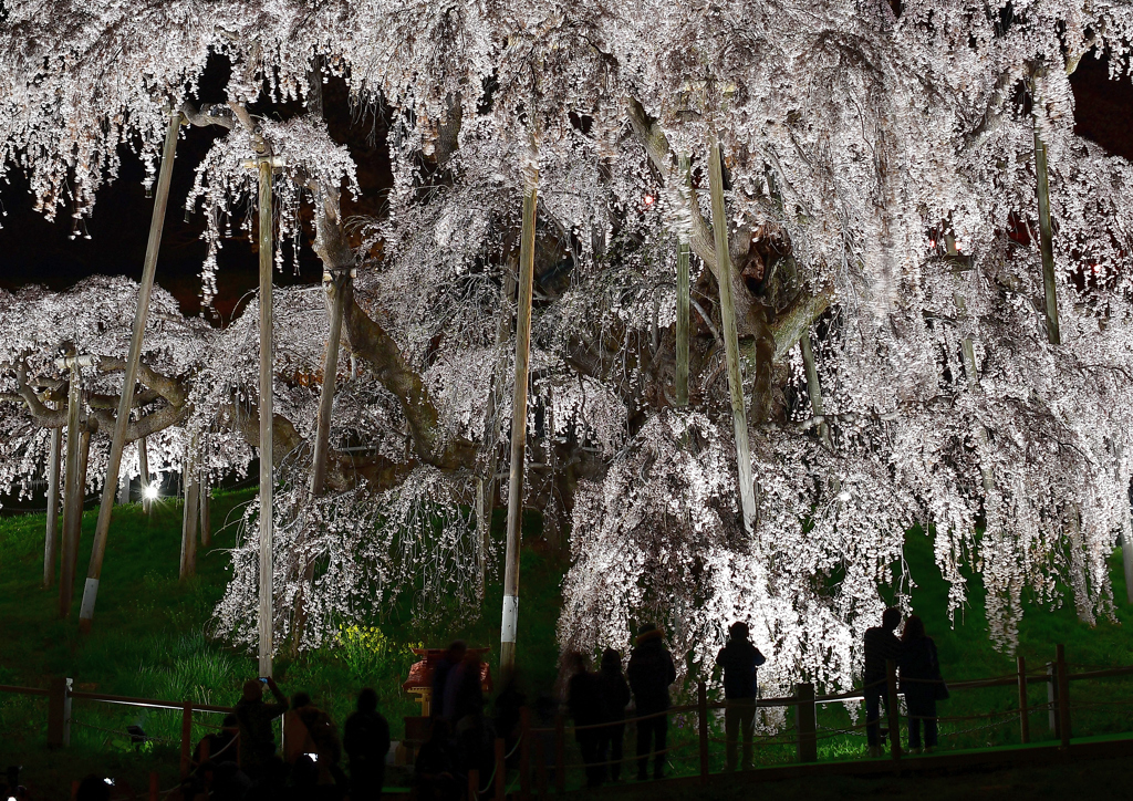 夜桜観賞 