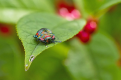 アカスジキンカメムシ　５齢幼虫