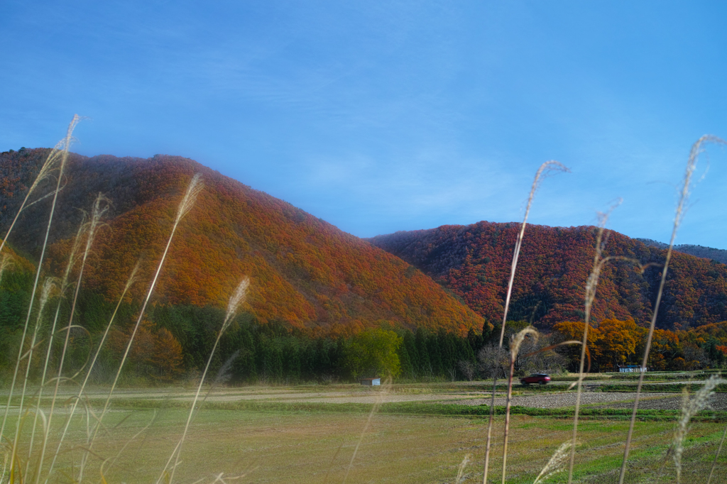 晩秋里山