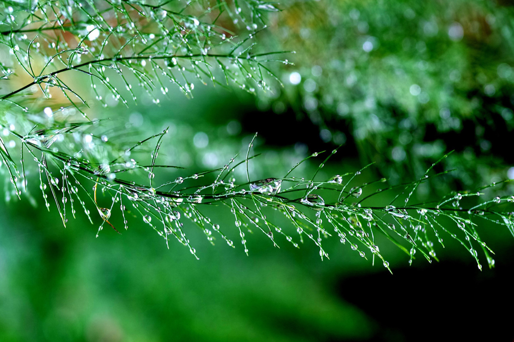 雨上がり　
