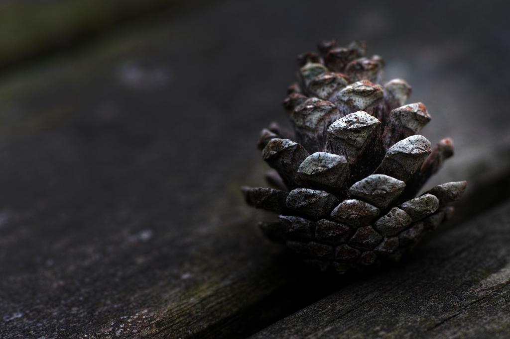 Pine cones　～Quiet hour～