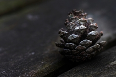 Pine cones　～Quiet hour～