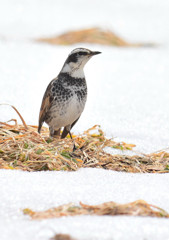 雪解けの原　～ 春はもうそこまで～　２