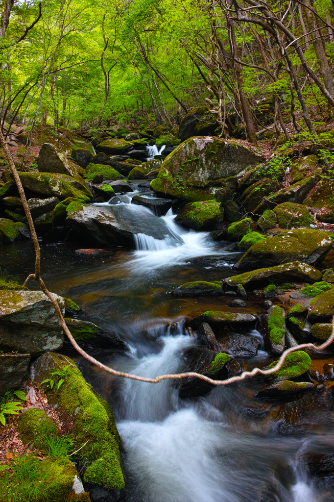 春の滝川　～癒しを求め～