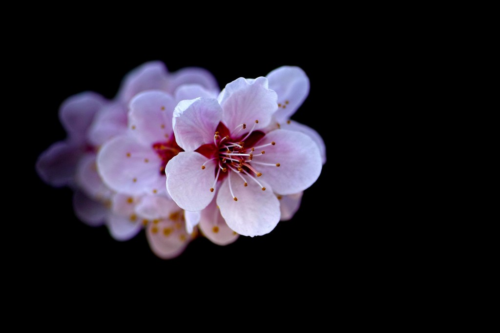 連なる未来への花