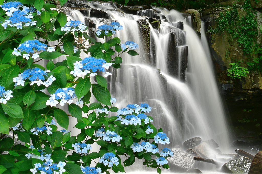 癒しの紫陽花瀑 2