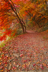 深秋の道　