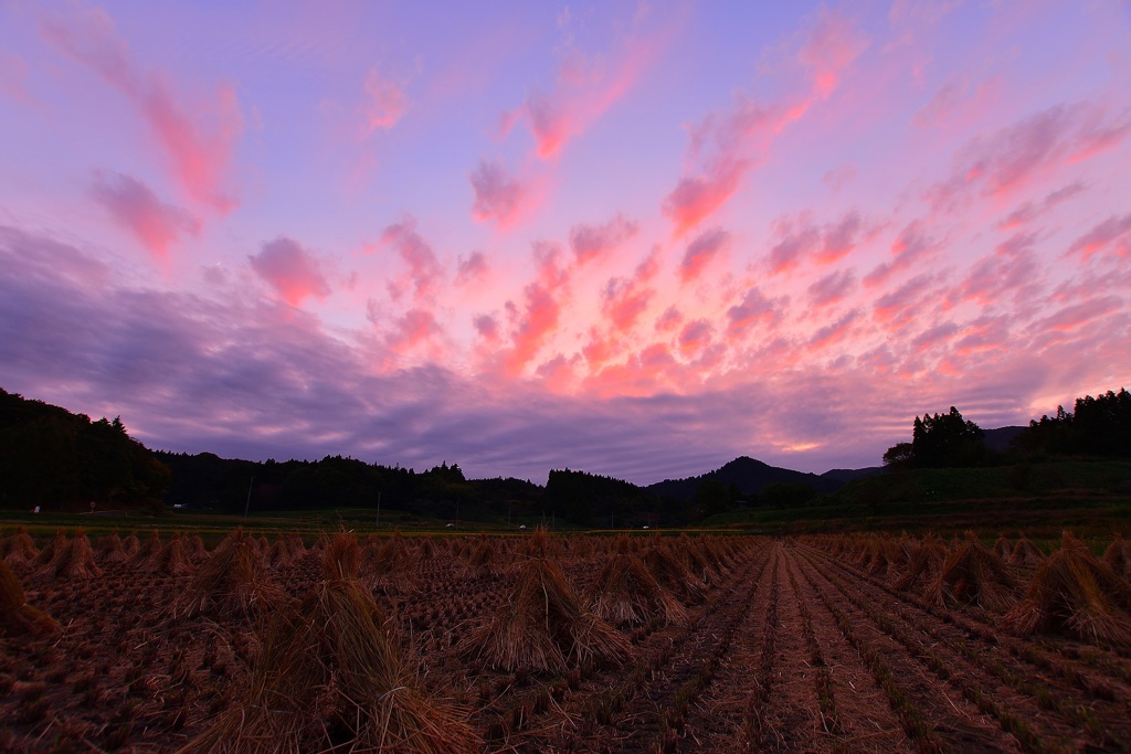 夕刻　～初秋の田圃～