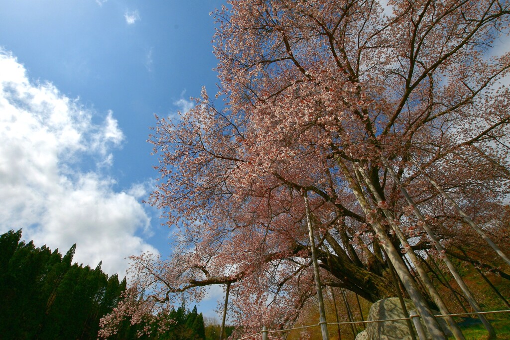 こしだいの桜  ～2021～