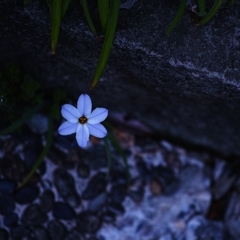 静寂なる一輪の花