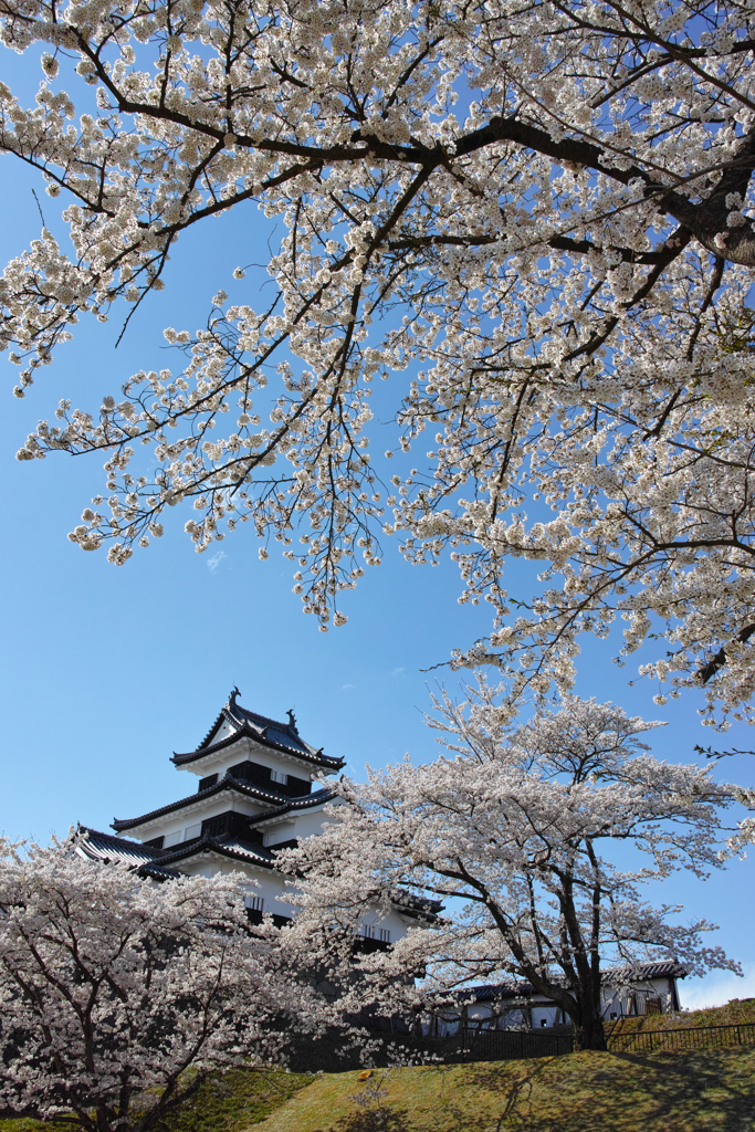桜満開　～ 白河小峰城～