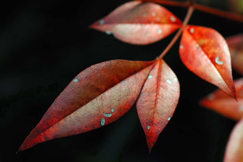 味深き紅の葉