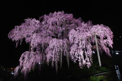 滝桜ライトアップ 2025 2